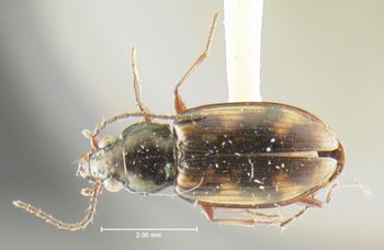 Media type: image;   Entomology 16302 Aspect: habitus dorsal view